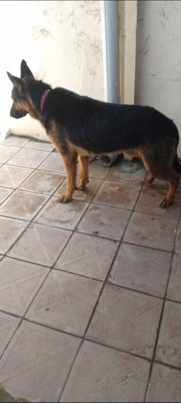 ingilis setter it cinsinin digər adı: Alman çoban iti, 1 il, Erkek — 1