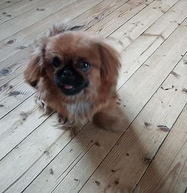 barter itlə: Pekines, 2 ay, Peyvəndli, Ödənişli çatdırılma — 6