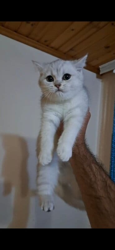 Şinşilla, Erkək, Yaxşı əllərə, Ünvandan götürmə