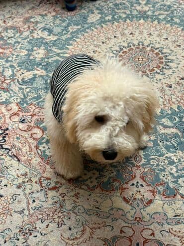 Great Wall: Pudel, 8 ay, Erkek — 4