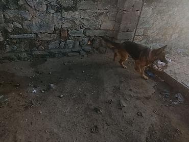 ev heyvanlari satisi: Alman çoban iti, 1 il, Rayonlara çatdırılma — 4