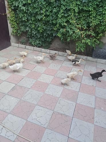 Ördəklər satlır kom alana endirim olacaq — 5