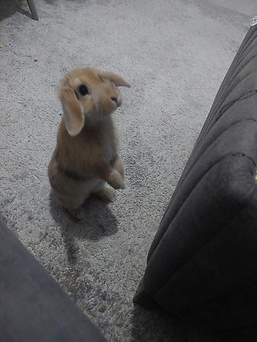 Digər heyvanlar: Ev dovşanı – asqılıqulaq (lop) tipli, krem/qızılı rəngli - Cins/type — 2