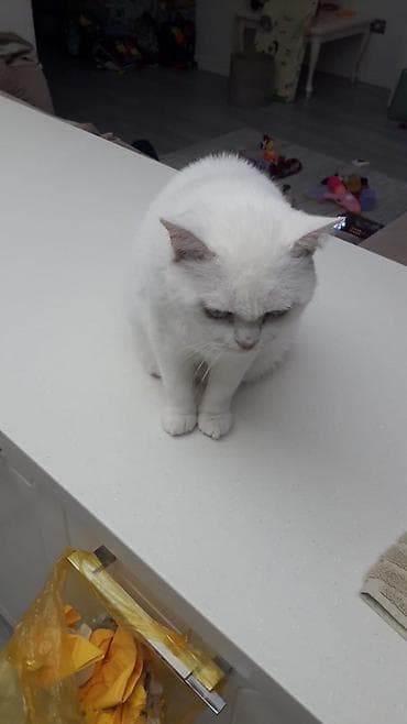 Akvariumlar: Fars — 6