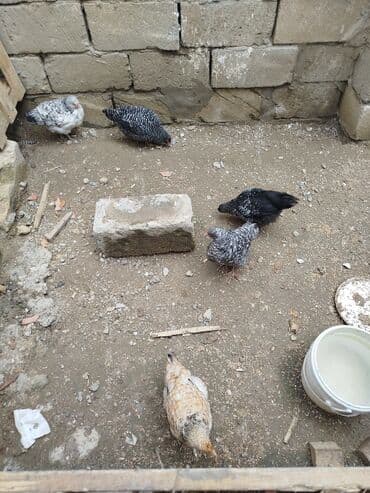 рынок животных в баку: Toyuq, Yumurtalıq, Ünvandan götürmə — 4