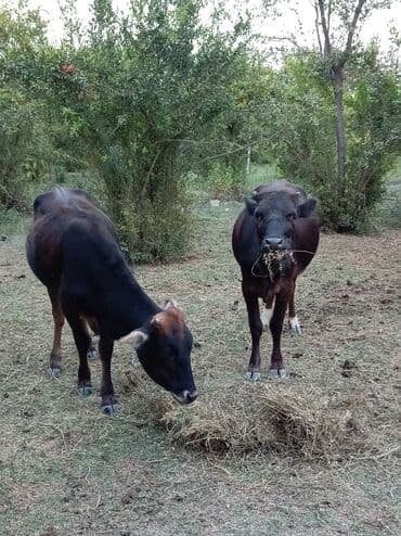 американский плоскоухий членистоногий когтеступ: Digər heyvanlar — 4