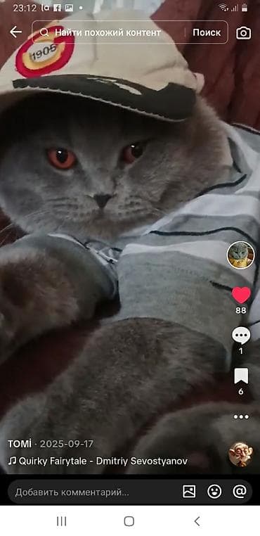 pişim: Britan yastı qulaq, Erkək, Cütləşmə üçün — 3