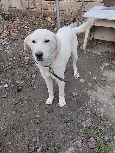 Labrador-retriver, 1 il, Erkek, Ünvandan götürmə — 4