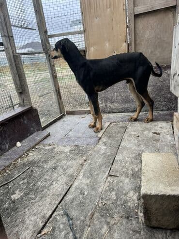 it adlari disi: Tazı erkəydi 1 yas yarım sonu 50 azn it bakıdadı — 2