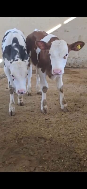 ucuz toyuqlar: Məhsul: Dana (2 ədəd) Təsvir: - Cins tip: süd istiqamətli seleksiya – — 5