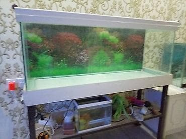 Asia: 260 litir. 150 manat 120 litir 60 manat — 1