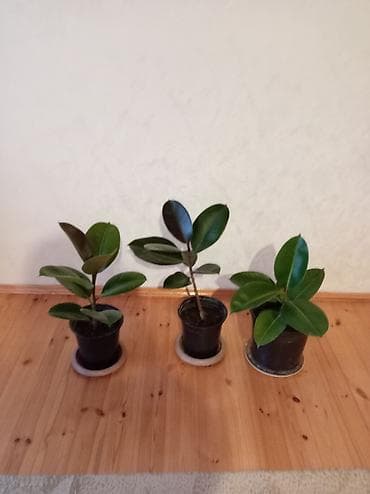 Tinglər: Fikus elastika (rezin fikus) – qapalı məkanlar üçün dekorativ yarpaqlı — 2