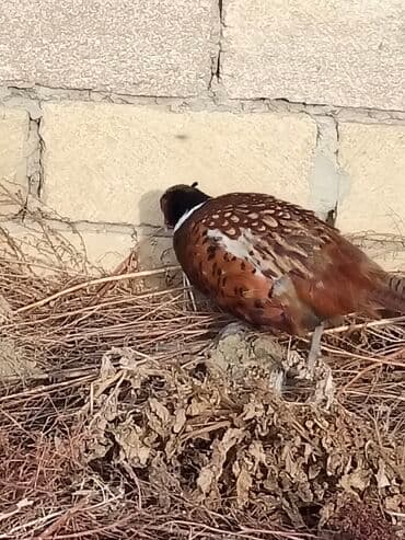 heyvanlara verilen adlar: Erkek bu ilki Rumun qrqovullari satılır və ya bu ilki fere qrqovullari — 4