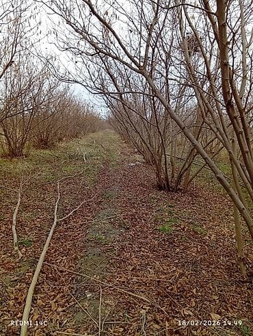 Qarajlar: Kənd təsərrüfatı, Kommunal xətlər qoşulmayıb — 4