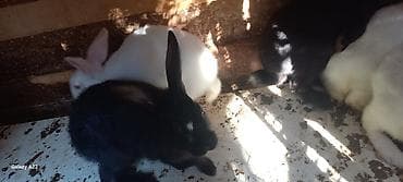 Kaliforniya dovşanı və yerli cins qarışığıdır. Sağlam, aktiv və yaxşı lalafo.az -da Kaliforniya dovşanı və yerli cins qarışığıdır. Sağlam, aktiv və yaxşı