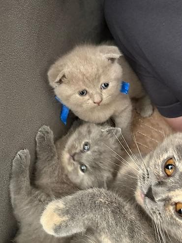 sort pisik: Şotland yastı qulaq — 1