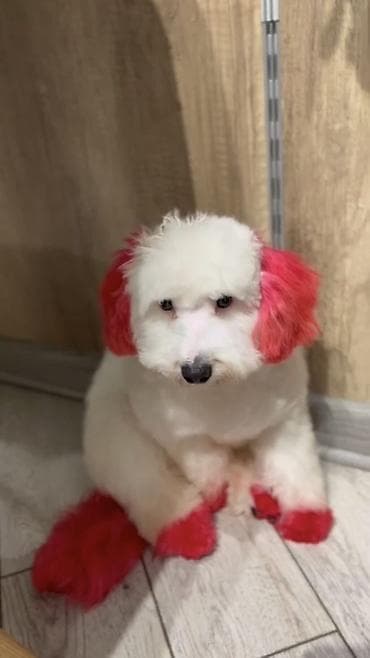 haski it adlari: Pudel, 6 ay — 1
