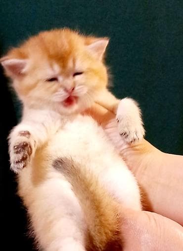 Pişiklər: Britan, Erkək, Yaxşı əllərə, Ünvandan götürmə — 6