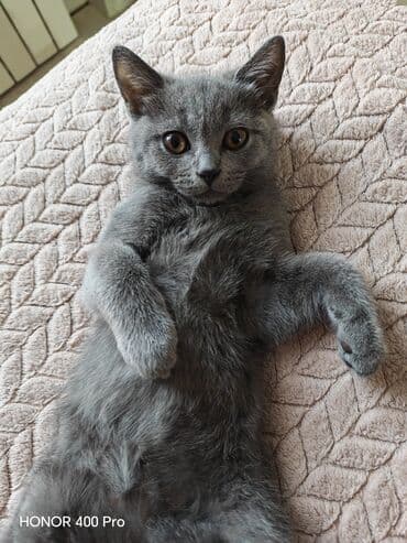 Şotland, Erkək, Ünvandan götürmə