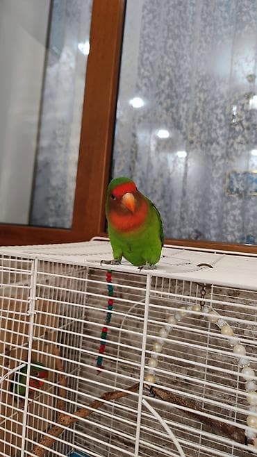 .elave olaraq qefes de verirem qefesde her sheyleri var yenlencek,su