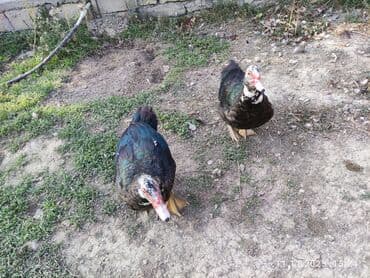 Inəklər, öküzlər: Erkək, | Lal ördək, Damazlıq — 5