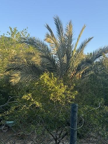 kapron qab: Xurma palması (Phoenix dactylifera) - Böyük ölçülü, çoxgövdəli — 3
