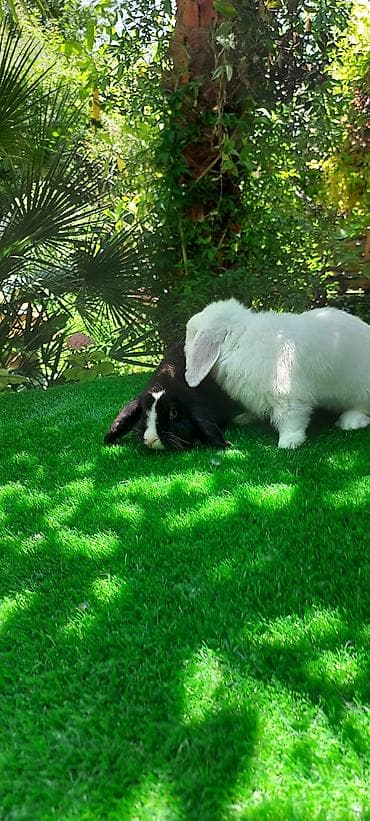 ev quş: Angora tipli dekorativ dovşanlar - Uzun, yumşaq və tüklü yun örtüyü — 7