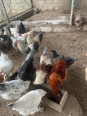 ari mumu satilir: Qarisiq Brama xoruzlar Qiymetler:35-60 - Ayaqları lələklı, iri — 8