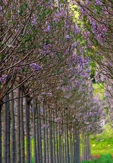 etotu bitkisi: Paulownia Tomentosa toxumları – premium sort Məhsul: - Paket: zipli — 2