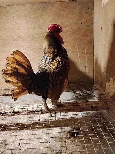 pişik daşıma cantası: Qizili zibrayt cutu 70 ə də var.Cutu 80 manatada var.Unvan Şəki — 3