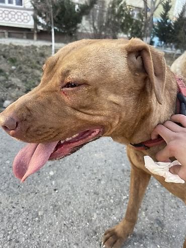 itler davasi: Pitbul, 1 il, Dişi, Sənədli, Ünvandan götürmə — 3