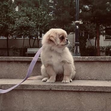 где купить собаку в баку: Пекинес, 6 месяцев, Самец, С прививками, Самовывоз — 2