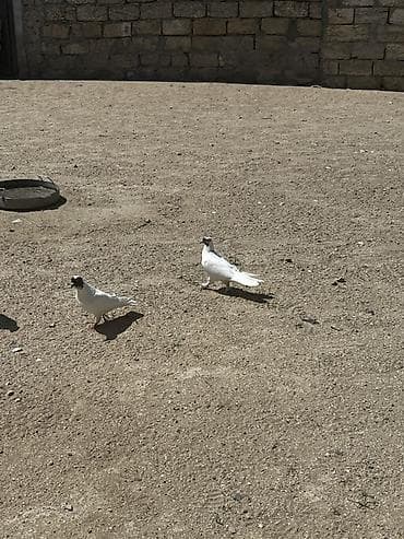 at satisi: 18 quşdu biri 5manatdan boynu güllülər var içində qırmızı baş qarabaşa — 2