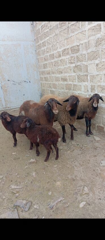 at satırı: Salam ünvan Bakıin maştağa kendi obşi 5 baş heyvanlar 1 baş ana-bala — 1