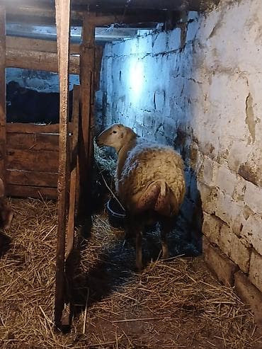 erkek dana satilir: Əla kökdu erkey qoc — 4