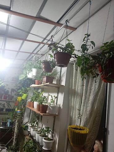 Букетные цветы: Məhsul: Ev şəraitində yetişdirilən qapalı və yarı-qapalı bitkilər — 5