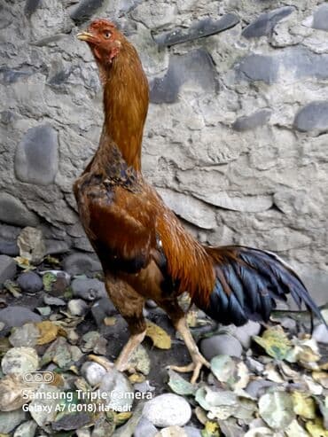 Salam Heyratı beçə 80 Heyratı sarıfete Fotoşəkillər Samsung Galaxy A7 — 1