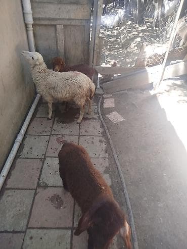 it adlari erkek: Qoyun və quzu heyvanları 3 quzudu iki erkek bir dişi biri 175 le - — 2