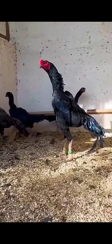 Бараны, овцы: Aseel (Asil) döyüş tipli toyuq-quşları – elit nəsil - Fotoşəkillərdə — 2