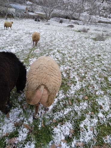 Индюшки: Самка, лет: 2, 80 кг, Для разведения — 9