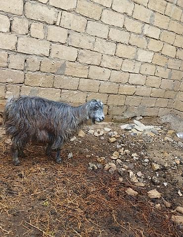 essek balasi: Goy keçi 280 m boğazdi.Ağ keçi axurdaki balasi ile 320 m ta isteyen — 3