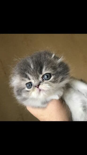 pers pişiy: Fars — 1