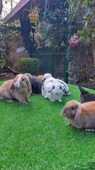 dovşan qəfəsləri: Wekilde gorduyunuz xolandski lop balalar satilir mini 4 ay — 1