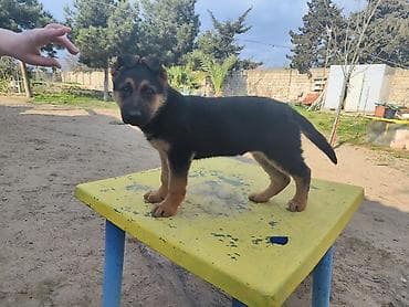 alman afcarkalari: Alman çoban iti, 3 ay, Dişi, Peyvəndli — 7