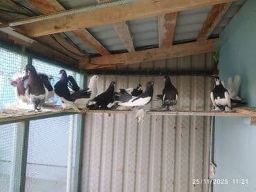 en cox yumurta veren toyuqlar: Tam sağlam quşlardır — 8