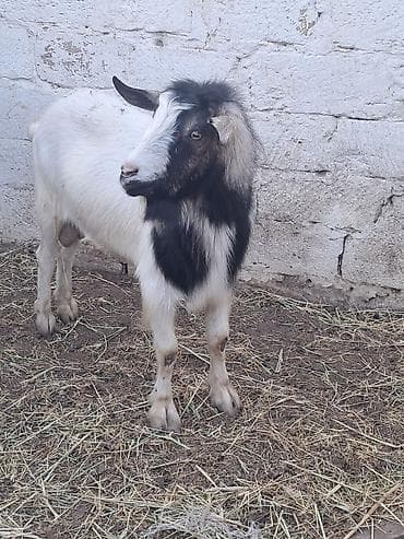Qara-ağ rəngli erkək keçi - Cinsi: erkək (təkə) - Rəng: ağ fonda qara — 3