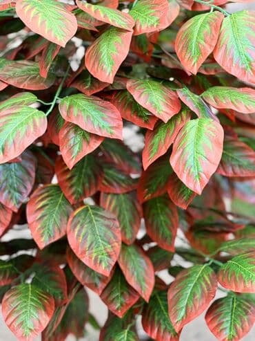 süni ağac: Daxili və xarici məkanlar üçün nəzərdə tutulmuş süni dekorativ ağac — 3