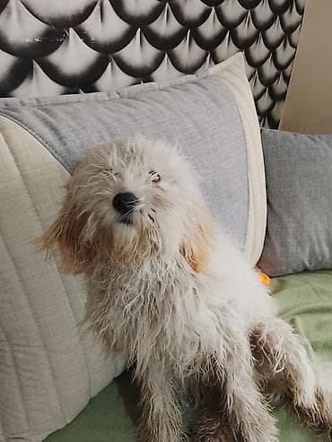 pulsuz it verilir: Peyvəndli — 2