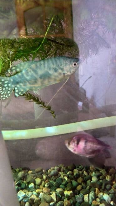 dib balıqları: Quppi, Sülhsevər — 8