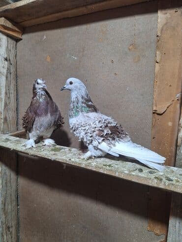 Кошки: Hazır bala verən cüt kirplər Satlır — 1